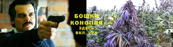 сатива Сосновый Бор
